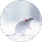 Transgenitc Mouse Core Transgenic Mouse Core